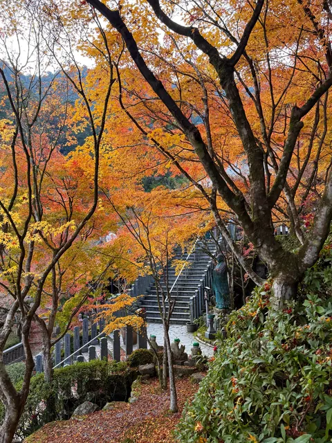 Japan in fall 🍁⛩️🚴‍♀️