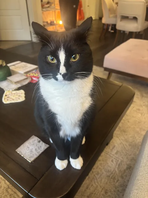 she’s not even allowed to be on the coffee table mind you