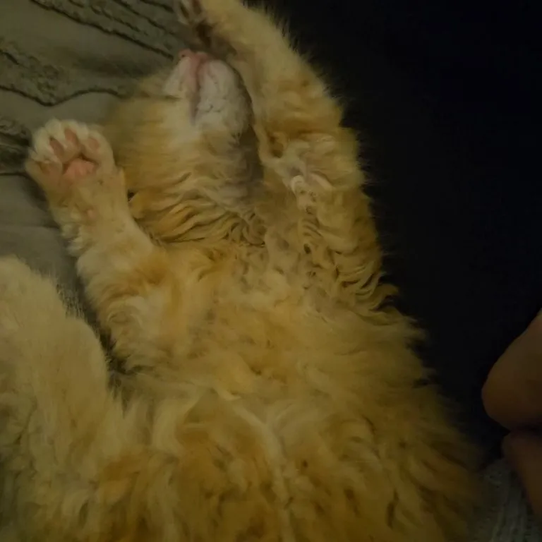 Reddit, meet my tiny kitten Toast