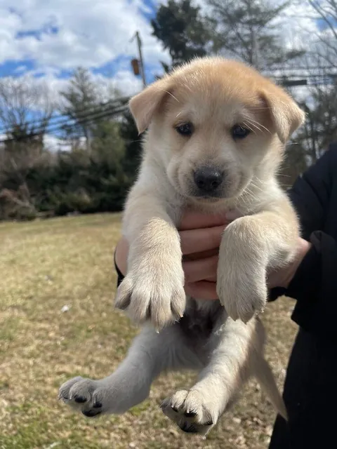 Happy Gotcha Day Biscuit! 5 yrs ago we picked you up from your foster home!