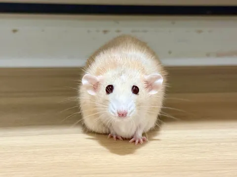 In Loving Memory of Naga 💔