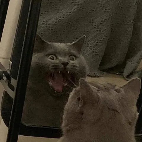 Practicing his scary look and felt embarrassed after realizing he’s being watched 😂