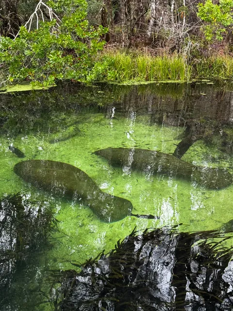 🔥Manatees in Florida