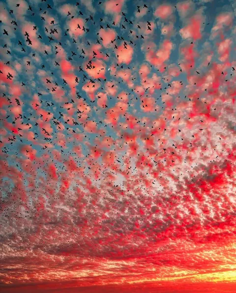 🔥Flight of birds in the cirrocumulus sky