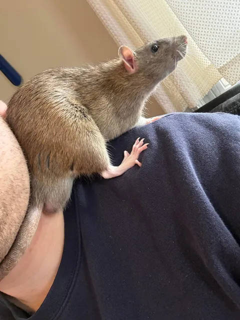 Is my rat a roof rat?