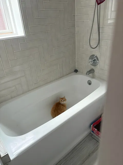 Took in a feral and now I'm caring for a litter of Kittens