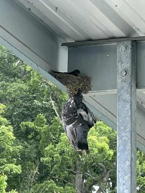🔥Small bird makes the best/nest out of a pigeons bad situation