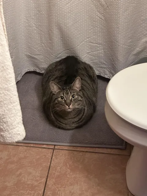 Went to the bathroom, turned on the lights and saw this masterpiece