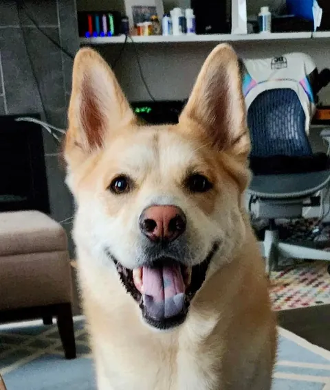 Biscuit turns 5 today! happy birthday to the goodest boi ever!!