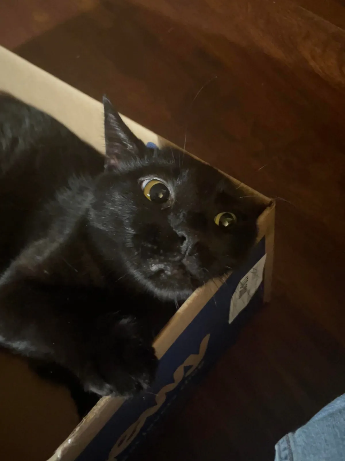 My cat died yesterday, so I wanted to share some of my favorite pictures of him