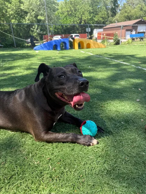 The update everyone’s been waiting for: We met Waffles 🧇 &amp; she was adorable.