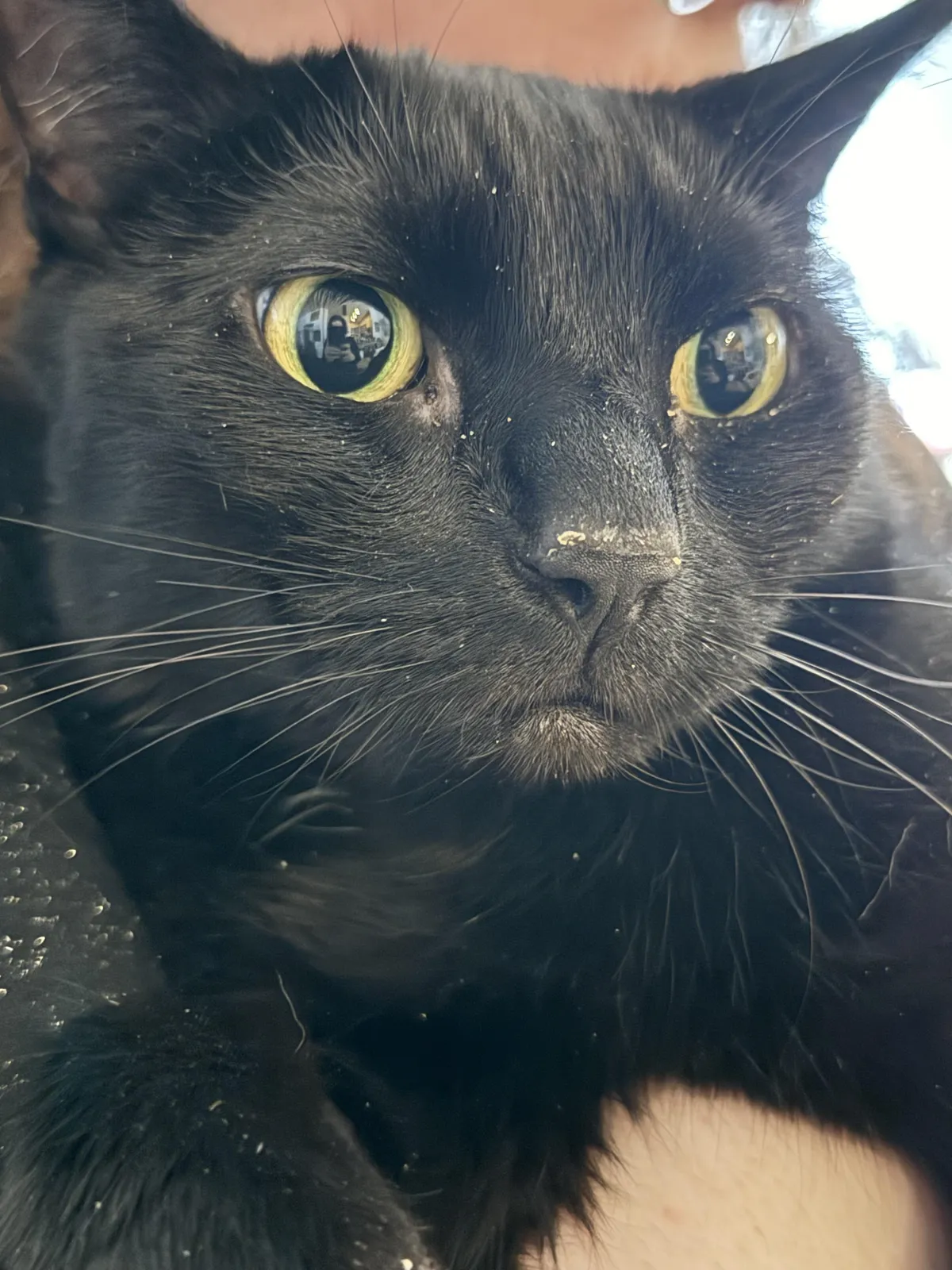 Tybalt is home from the hospital and has already escaped his vet-ordered enclosure. This is the face of a criminal.