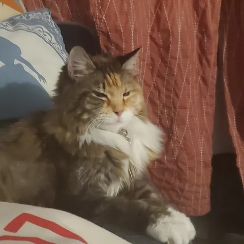 Tribute to Buster - we adopted her as a kitten 17 years ago and had to say goodbye today. She loved naan and croissants and stickers and her mortal enemy was the Xbox disc tray. She was always our babycat.