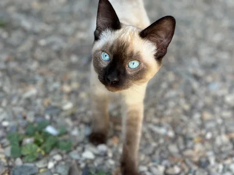 You got any one eyed cat pics to help with the pain?