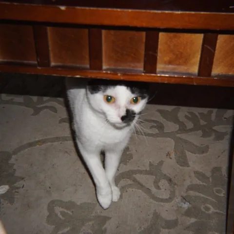 This is my first cat ever, her name is Yuki and she's the best