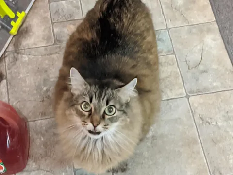 Cat oddly affectionate and needy after we lost our dog