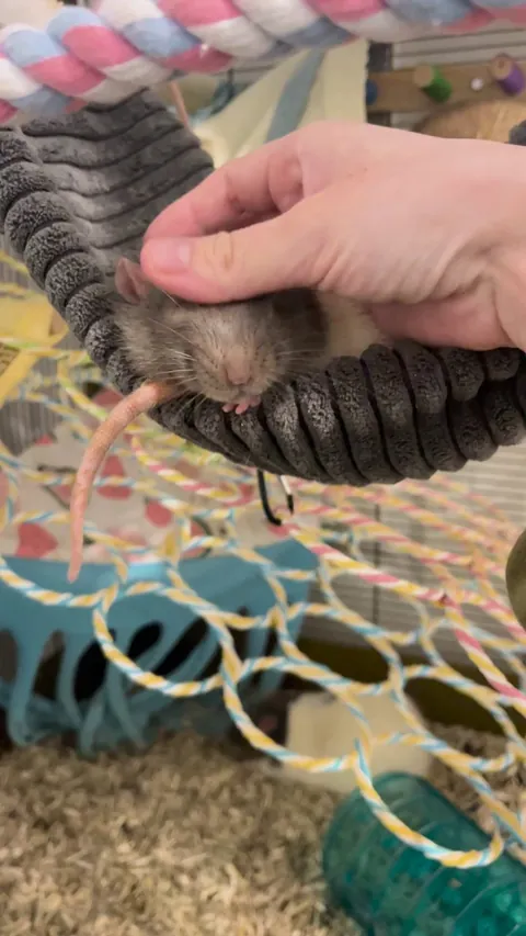 Does my rat like this??