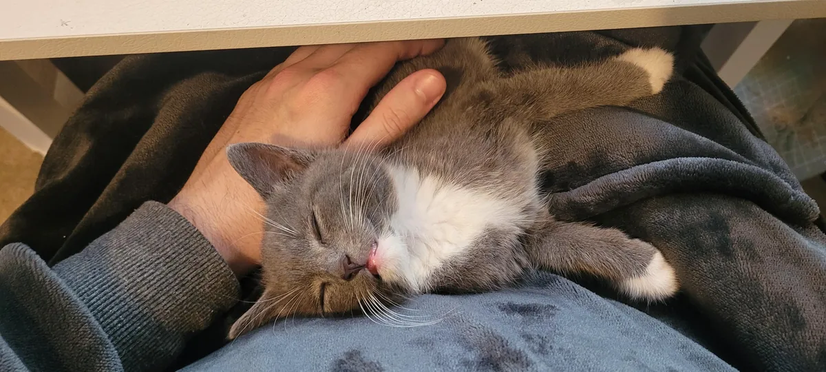 I recently became a cat dad. This is M'aiq the Liar and he has lit up my life.