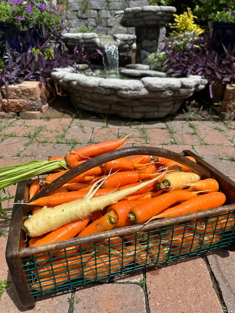 Harvested the rest of the carrot bed with the kids today 🥕