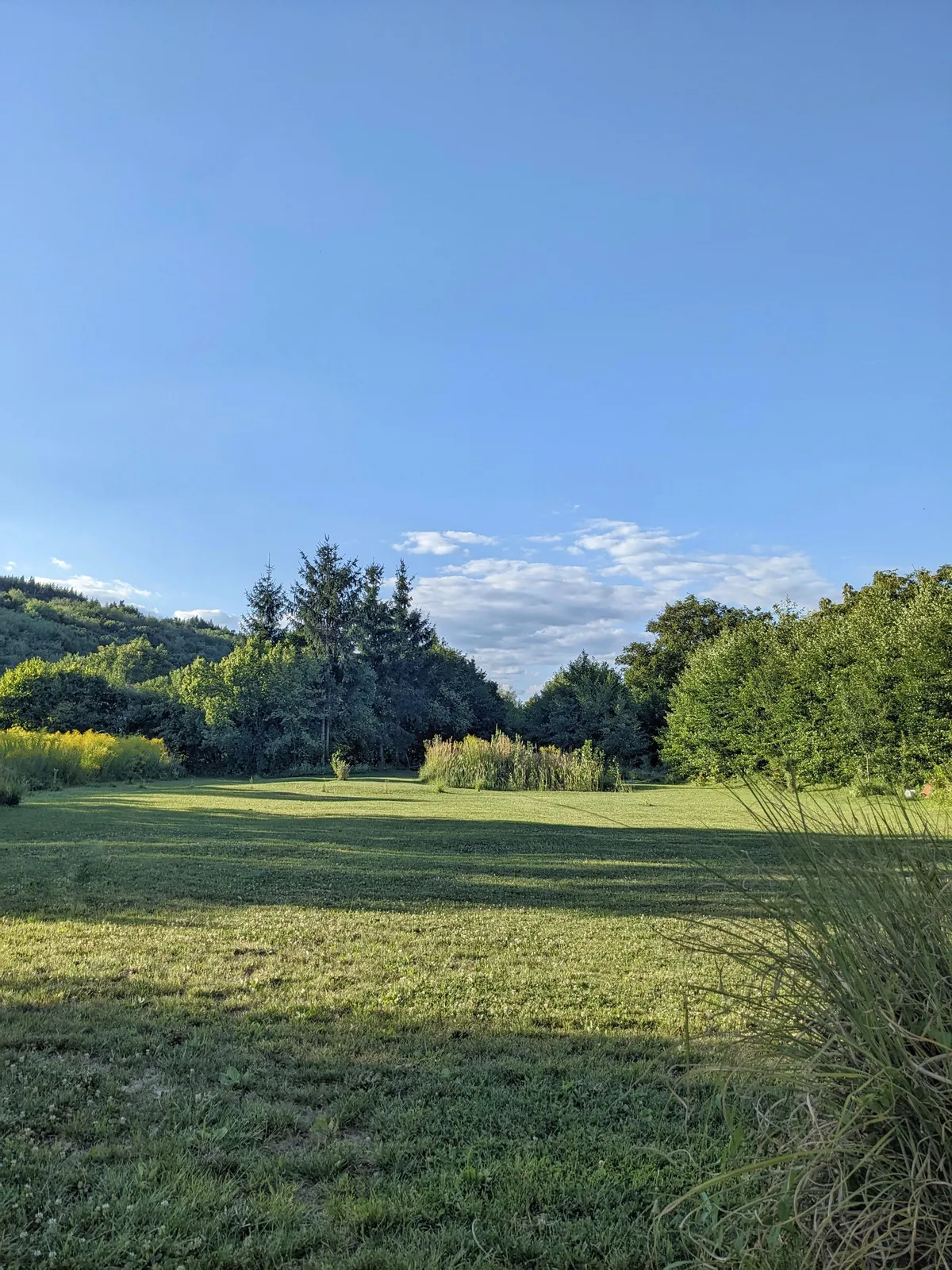 my garden where I love to relax 🏡🌲⛅
