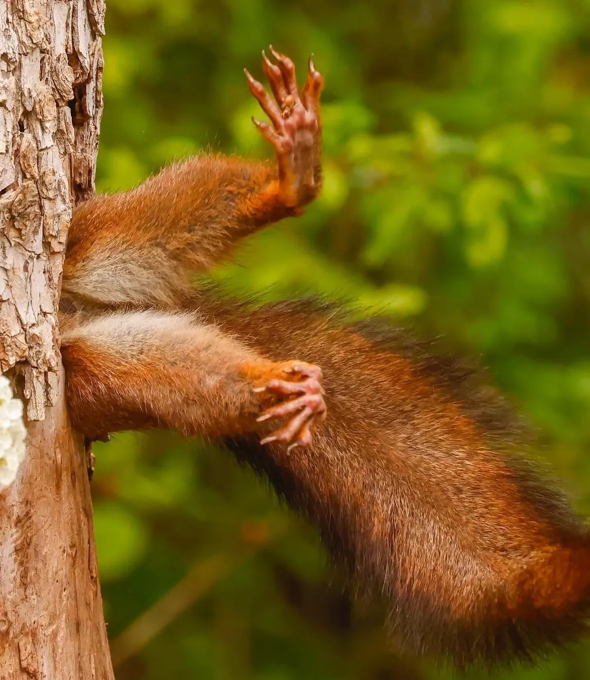 🔥 The Nikon Comedy Wildlife Awards 2024