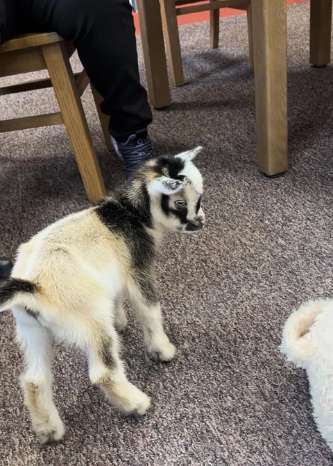 For wonderful, inexplicable reasons, there was a baby goat in the library.