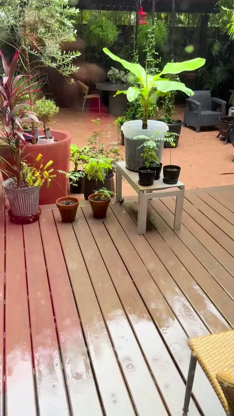 Baby bird taking shelter under my plants on a rainy day ☮️