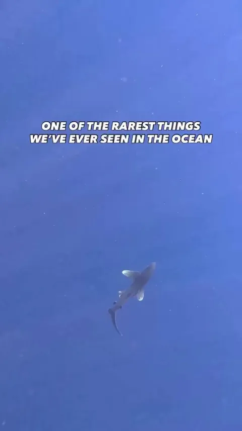 🔥Oceanic White Tip Breaching🦈