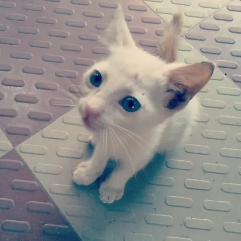 Name her after the last Spotify artist you listened to