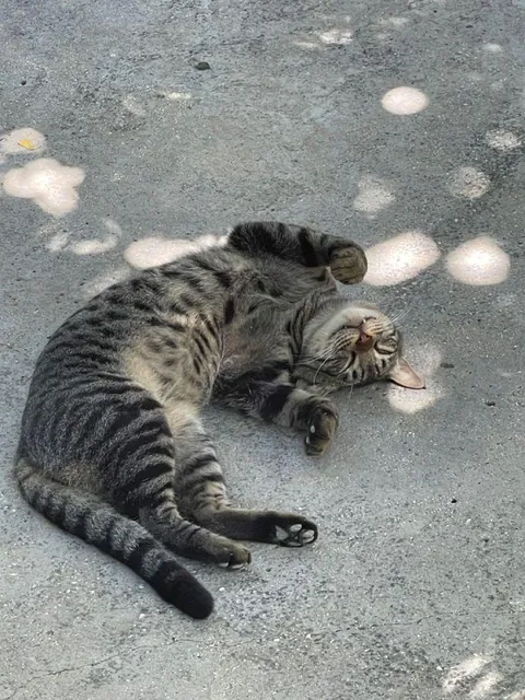 My heart melted seeing him so peaceful in the sun today🤌