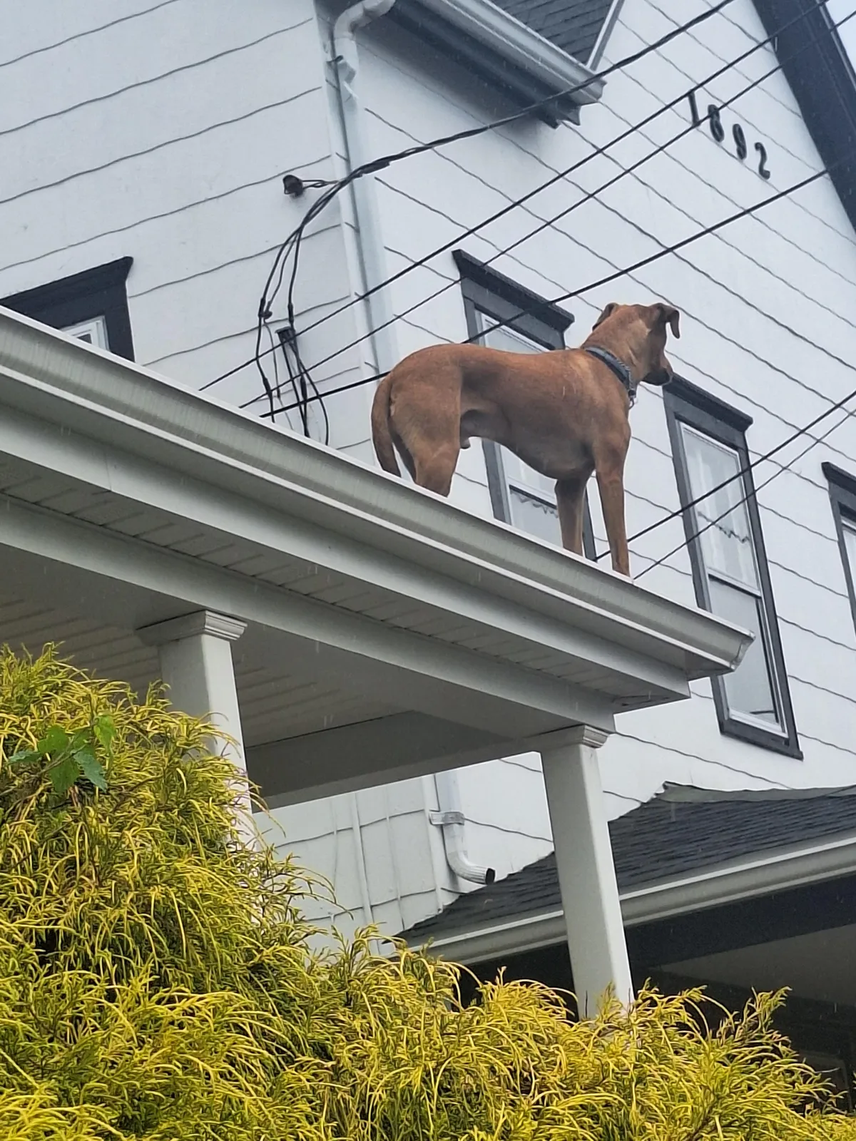 There was a dog on my roof
