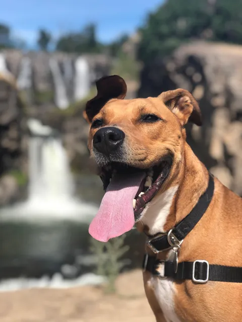 We had to say goodbye this week to our beautiful girl. Love you forever, Stella.