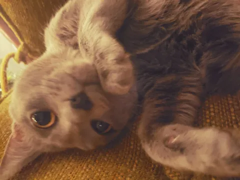 Our sweet ru passed last night (sorry for low quality photos)