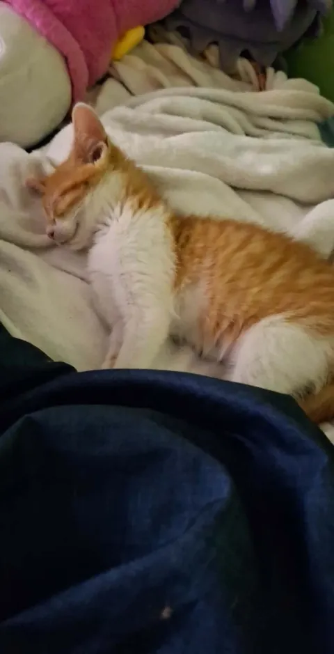 This is my new child. His name is Apollo and he is good.