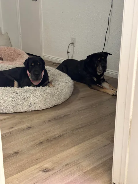 Came across a dog who was in the shelter, turns out it's my dog’s sister! Now they are inseparable! (Swipe!)(OC)