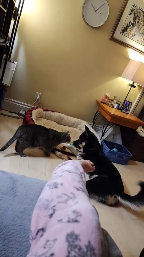 My cat being nice to my dog for once !!! Wholesome 