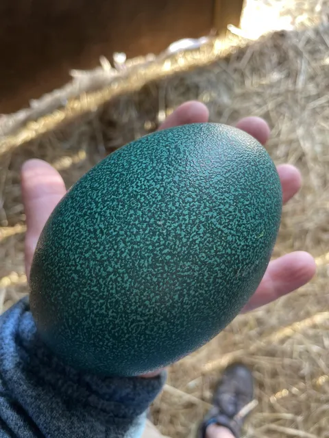 For anyone who has never seen an emu egg before.