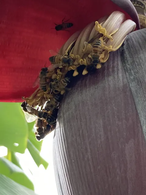 This is why I leave the banana flower on instead of cutting it like some recommend. The bees gotta eat!