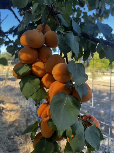 Some lovely little apricots