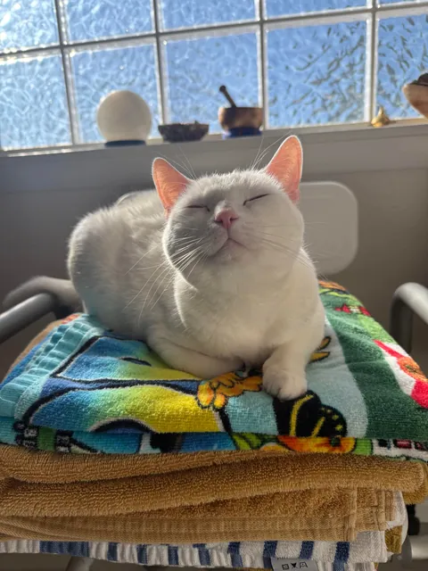 Celebrating two adorable years with this little stinker.