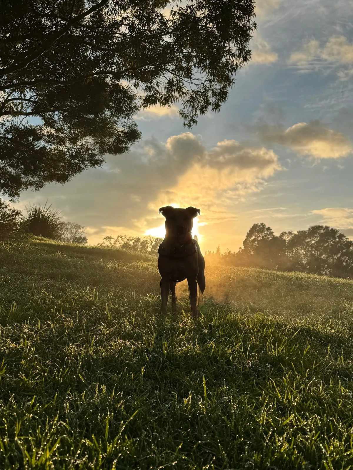 This is my cuddle monster Hector. His chin is on my shoulder as I post this