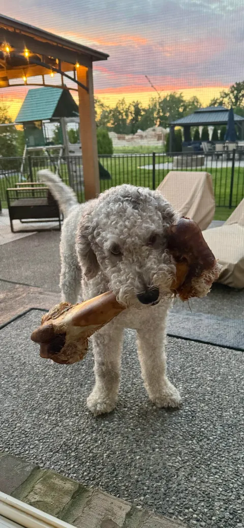 My wife is an ER nurse. If kids need an IV, she shows photos of our pup to calm them down. The 1st is their favorite