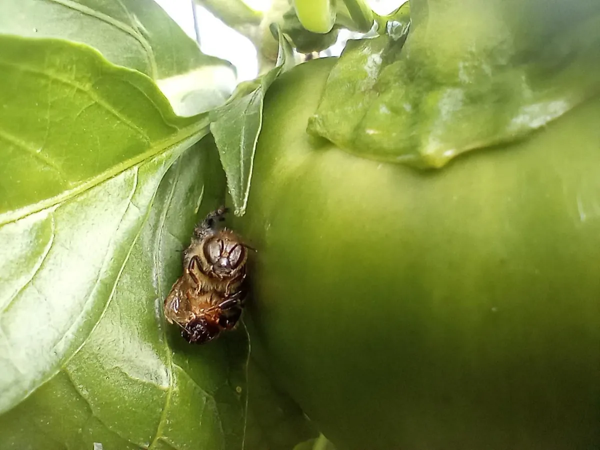 I just love all the jumping spiders I find in my garden!