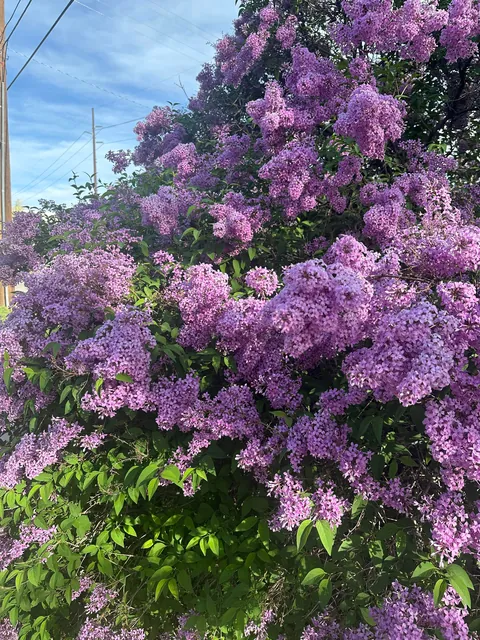 Time to brag about my lilac