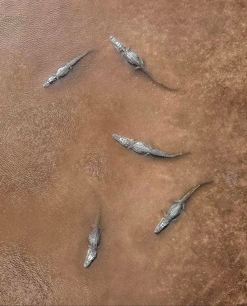 🔥 From Above: Wildlife From a Bird’s Eye View