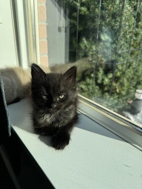 My husband spotted a box stuck under a truck driving through a parking lot in Burnaby, BC. He flagged the driver down and helped get the box unstuck. When he opened it, he found three tiny babies inside!