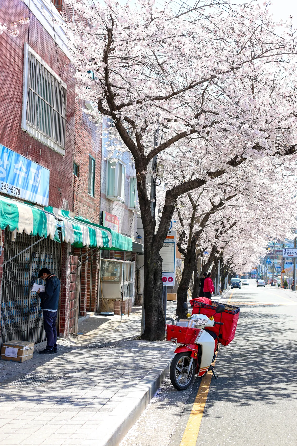 Sakura Busan April'25: A dream with cherry blossoms