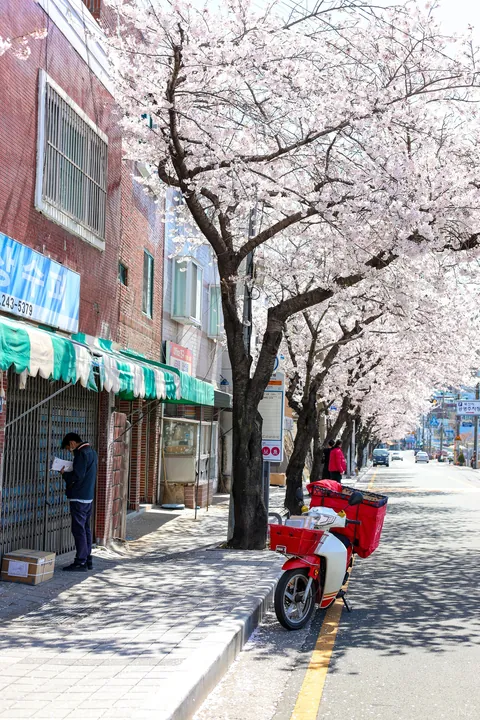Sakura Busan April'25: A dream with cherry blossoms