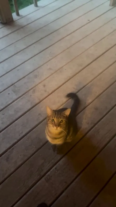 I wish I wasn’t super allergic to cats, it wants to come inside so bad 😭