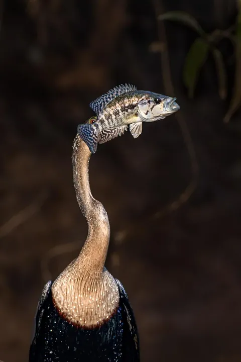 🔥🔥the Best funny nature pics